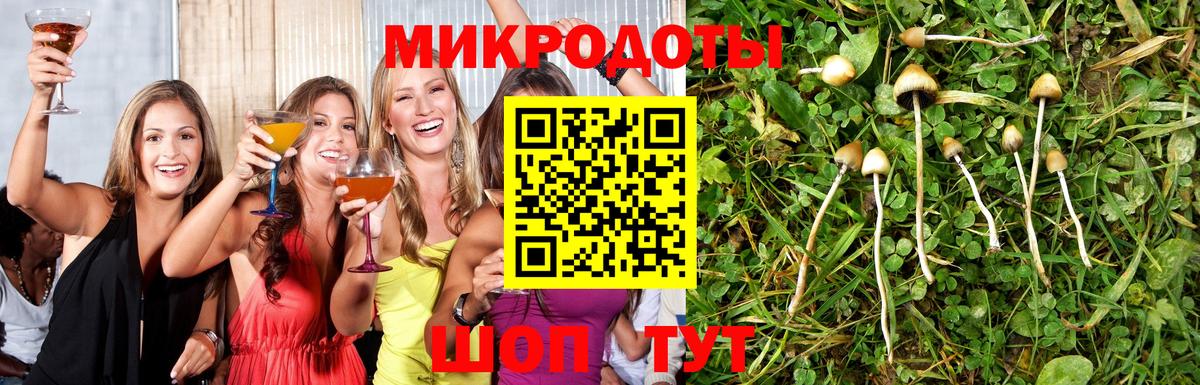 Псилоцибиновые грибы Psilocybine cubensis Боровичи
